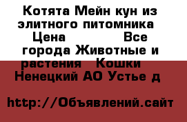 Котята Мейн-кун из элитного питомника › Цена ­ 20 000 - Все города Животные и растения » Кошки   . Ненецкий АО,Устье д.